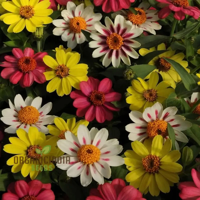 Zinnia Seeds – Raspberry Lemonade Variety for Colorful Garden Blooms