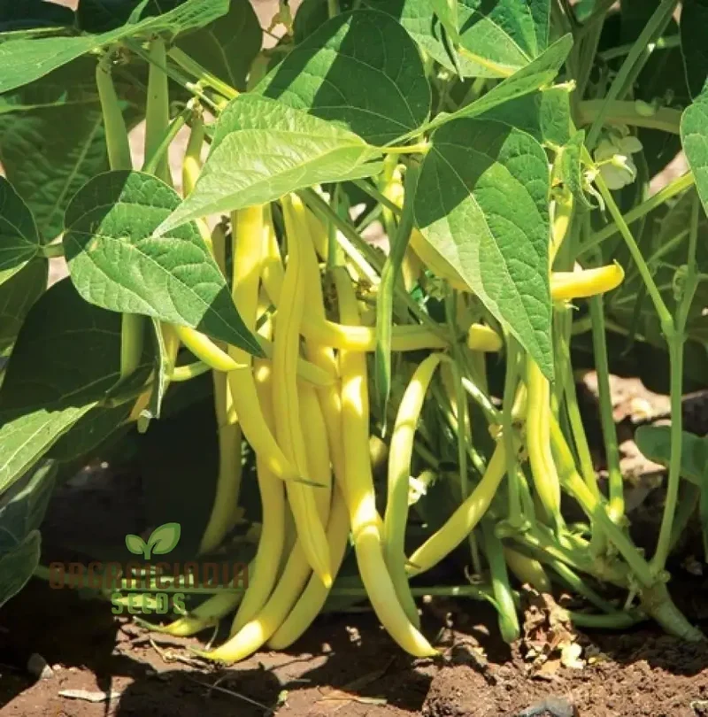 Bean Sunshine Seeds: Cultivate Radiant Gardens with Premium Organic Bean Varieties