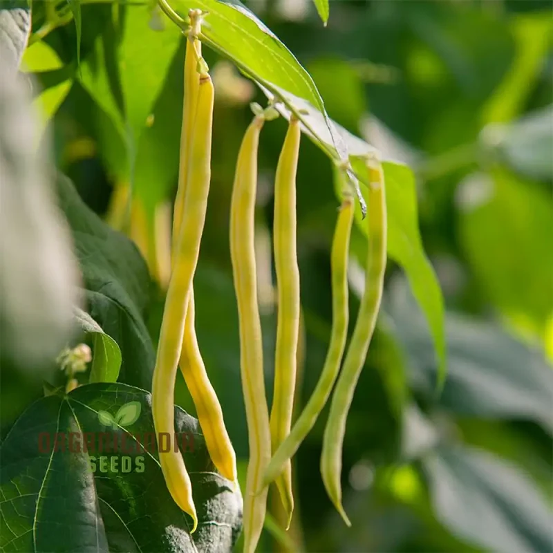 Bean Sunshine Seeds: Cultivate Radiant Gardens with Premium Organic Bean Varieties