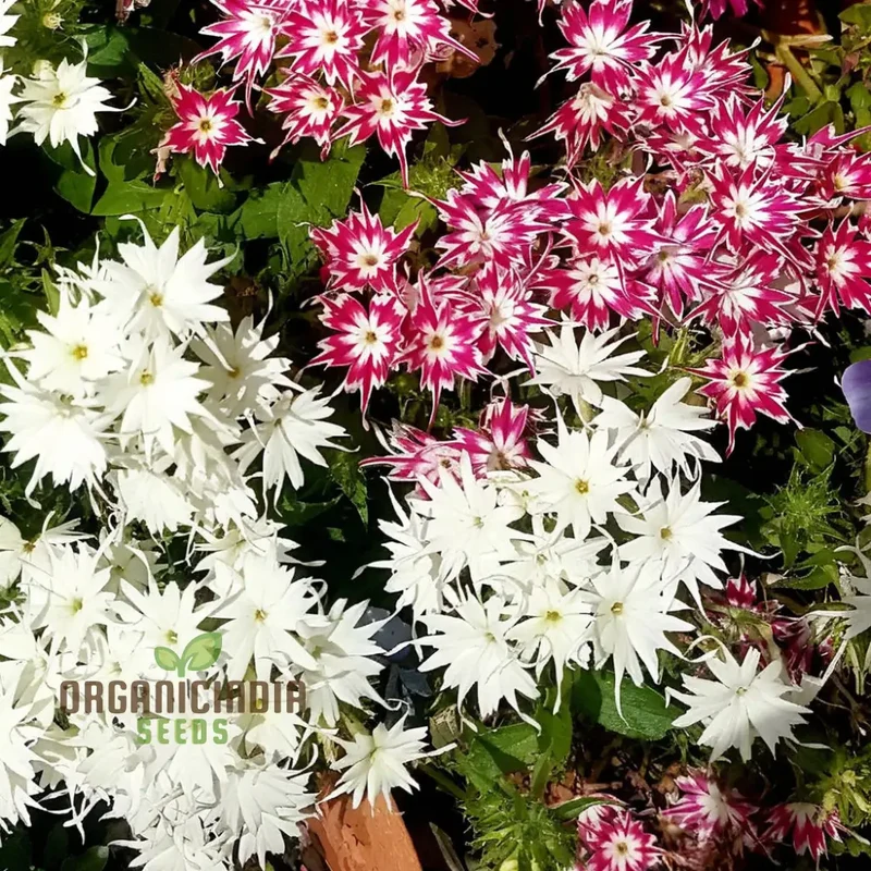 Phlox Drummondii Twinkle Mixed Flower Seeds, Comprehensive Planting and Gardening Guide for Vibrant, Starry Blooms