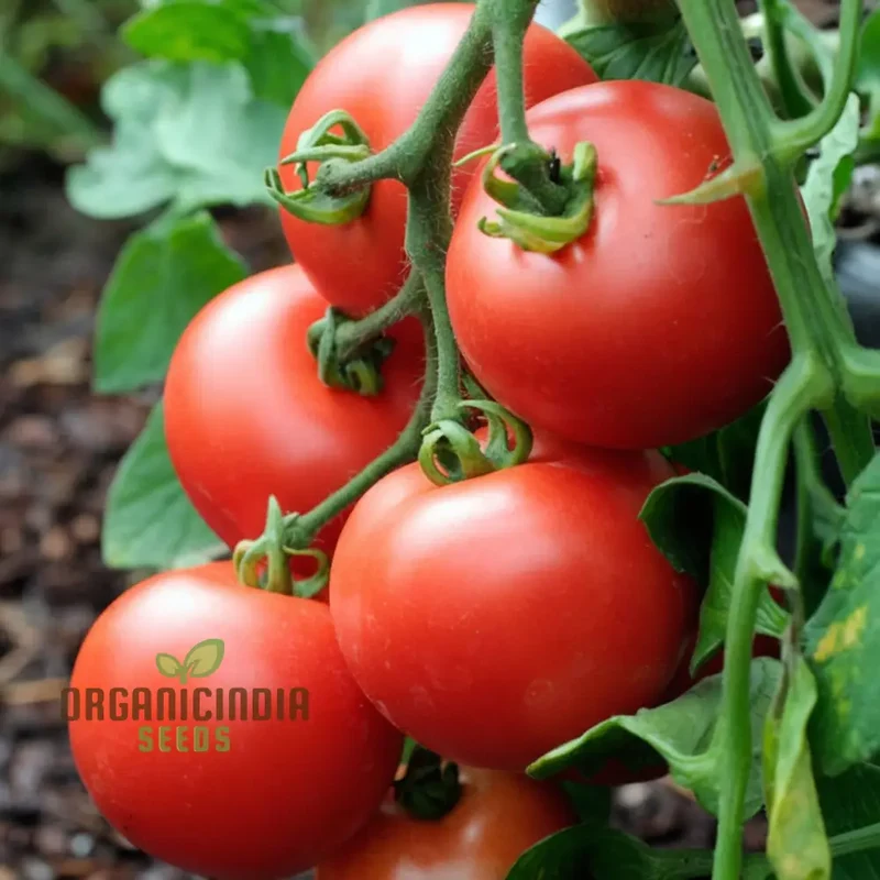 Tomato Alicante Seeds - Grow Classic and Flavorful Alicante Tomatoes in Your Garden