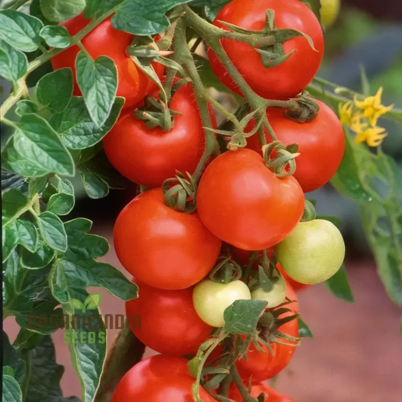 Tomato Alicante Seeds - Grow Classic and Flavorful Alicante Tomatoes in Your Garden