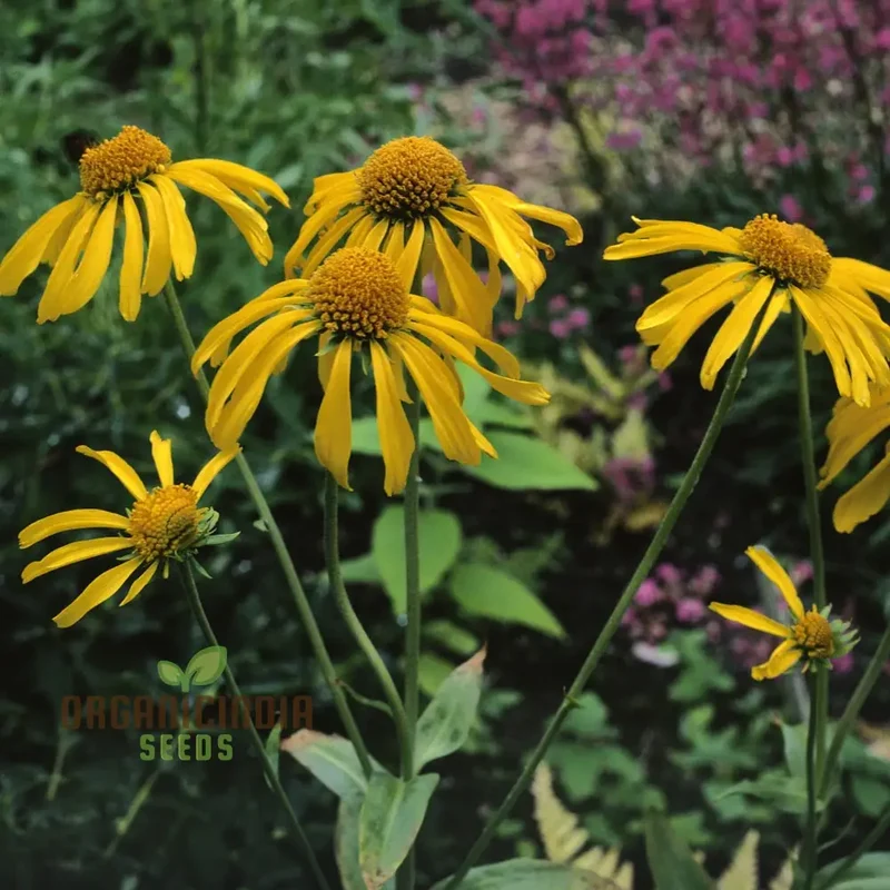 Helenium Hoopesii Flower Seeds for Planting, Exquisite Flower Seeds for Your Garden