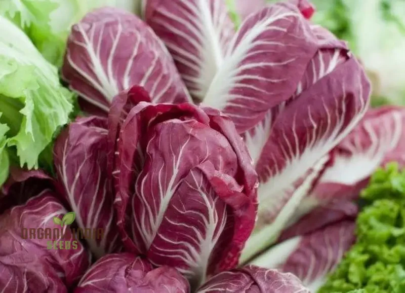 Chicory Palla Rossa vegetable seeds, known for producing vibrant, red-ribbed chicory that offers a unique and delicious addition to your culinary endeavors.