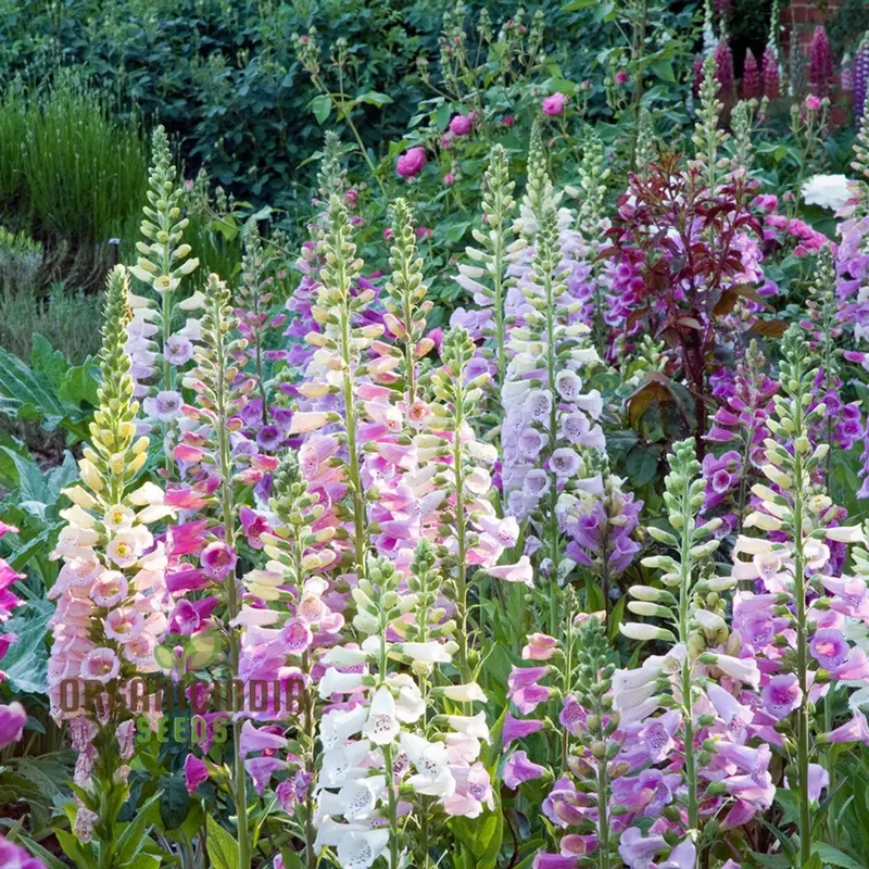 Foxglove Mixed Wild Seeds For Planting - Perfect for Cottage Gardens & Pollinator-Friendly Landscaping