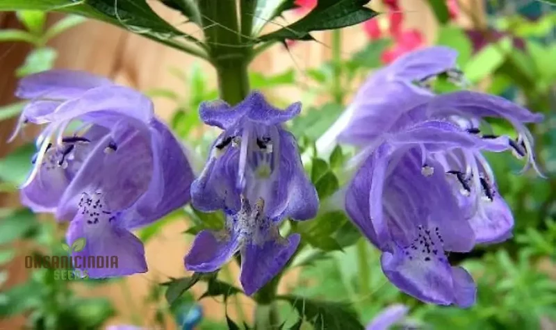 Dragonhead Seeds For Planting: Elevate Your Garden with Unique Blooms and Lush Foliage â€“ Perfect for Gardening Enthusiasts Seeking Exotic and Hardy Perennials