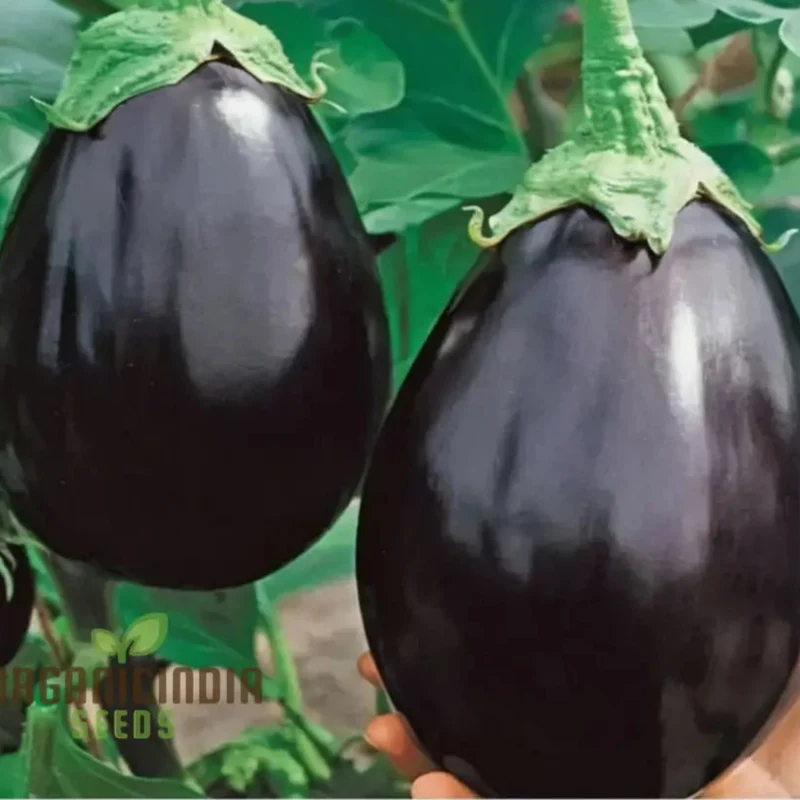Brinjal F1 Crypton Kranti Vegetable Seeds - High-Quality Seeds for Bountiful Eggplant Harvests