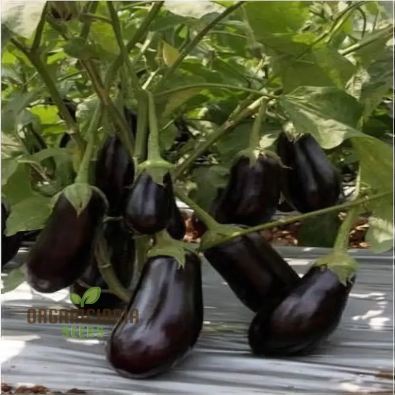 Brinjal F1 Crypton Kranti Vegetable Seeds - High-Quality Seeds for Bountiful Eggplant Harvests