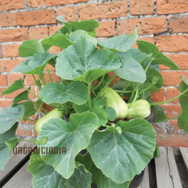 Butternut Squash Butterbush Seeds, Compact, High-Yield, Perfect for Small Gardens