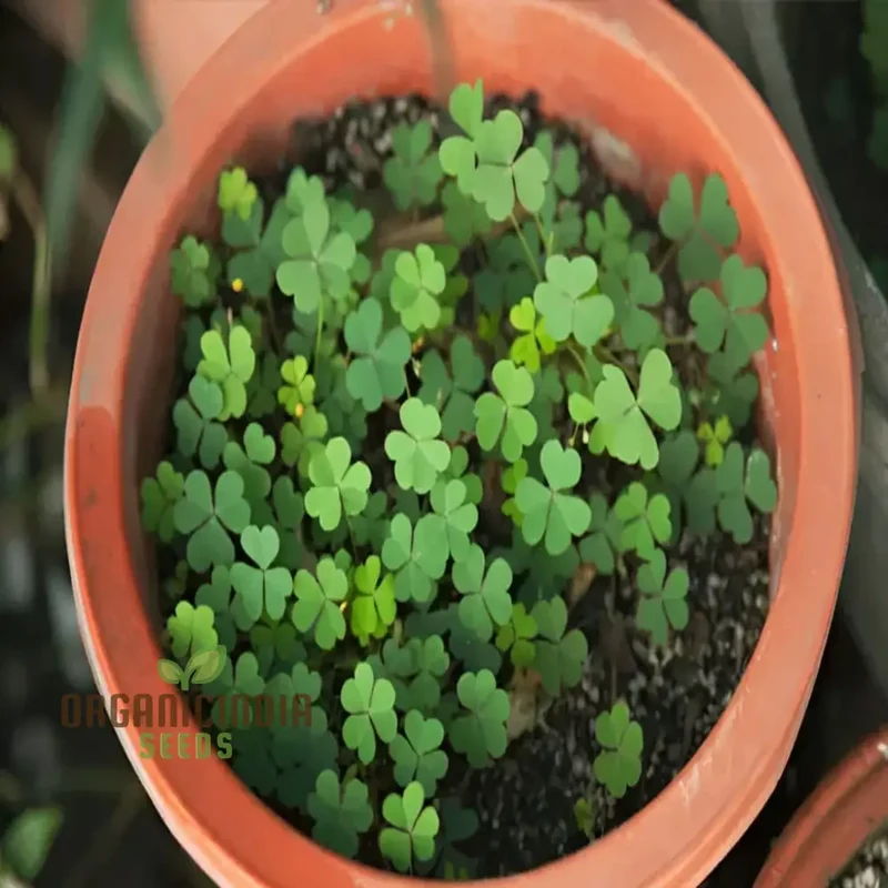 Clover Seeds – Lush Green Ground Cover & Soil Enrichment for Garden and Lawn