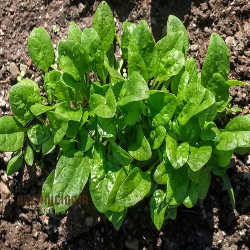 Spinach Harp vegetable Seeds for Planting,Fast-Growing Ideal for Home Gardens