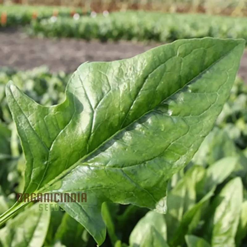 Spinach Harp vegetable Seeds for Planting,Fast-Growing Ideal for Home Gardens
