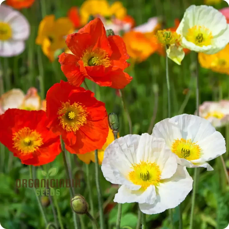 Poppy Iceland Mix Flower Seeds - Stunning Blooms for a Colorful Garden Display