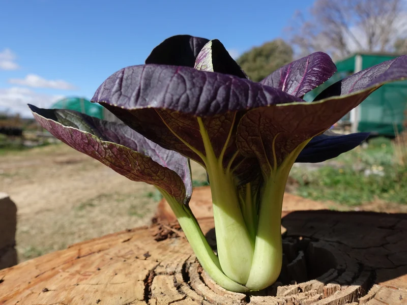 Pak Choi Red F1 Seeds Elevate Your Gardening Experience with Nutrient-Rich, Flavorful Harvests
