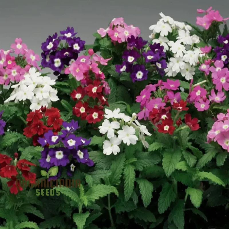 Verbena Ideal Mix Flower Seeds - Vibrant and Hardy Blooms for Stunning Garden Displays