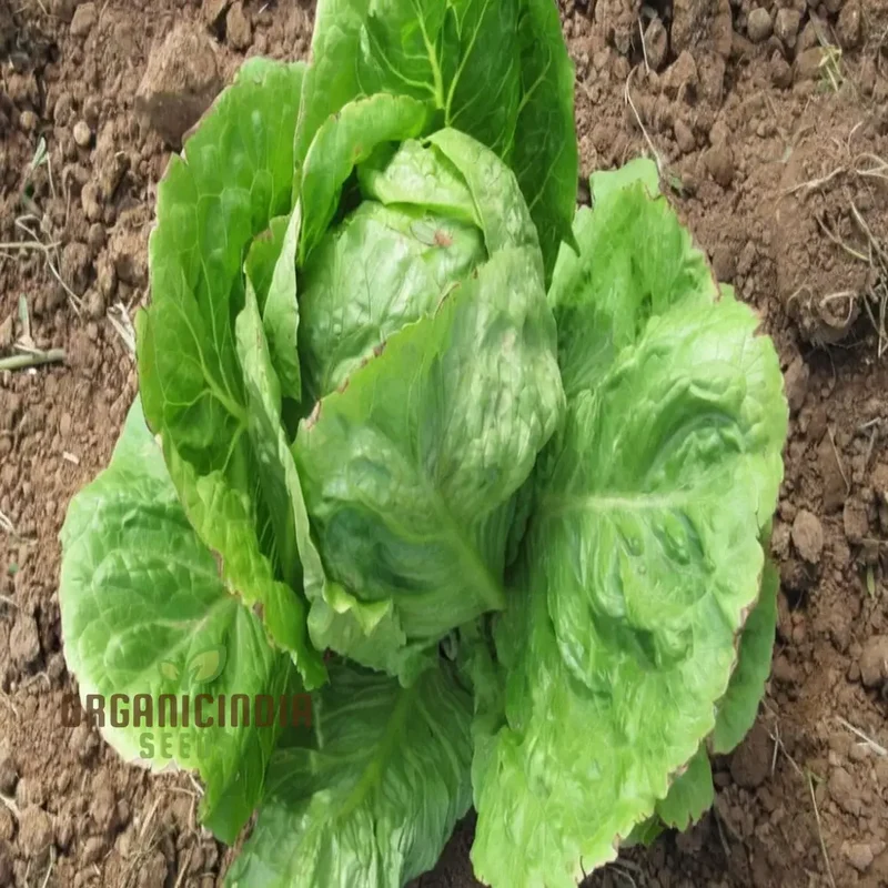 Planting and Gardening with Vegetable Lettuce 'Saladin Iceberg' Seeds, A Comprehensive Guide to Growing Crisp, Delicious Greens