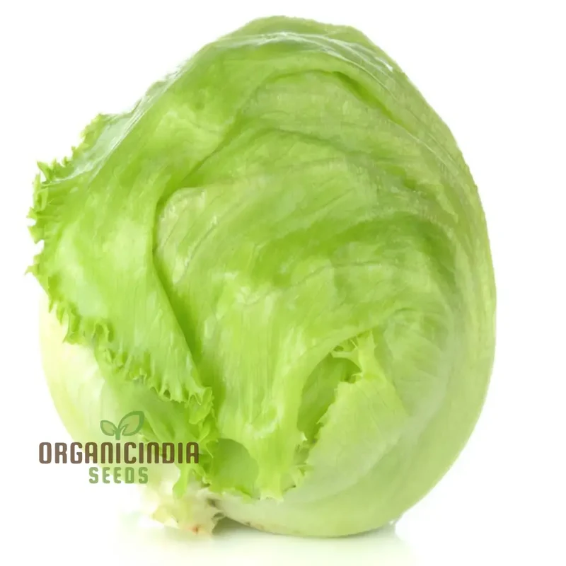 Planting and Gardening with Vegetable Lettuce 'Saladin Iceberg' Seeds, A Comprehensive Guide to Growing Crisp, Delicious Greens