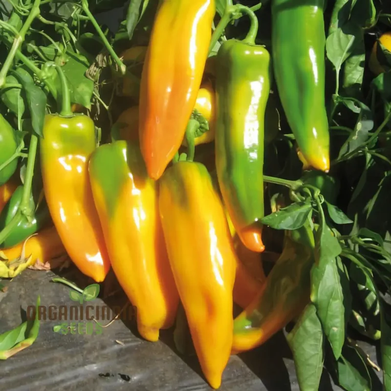 Golden Sweetness: Planting and Growing Organic Corno Di Toro Giallo Peppers for a Vibrant and Flavorful Vegetable Garden