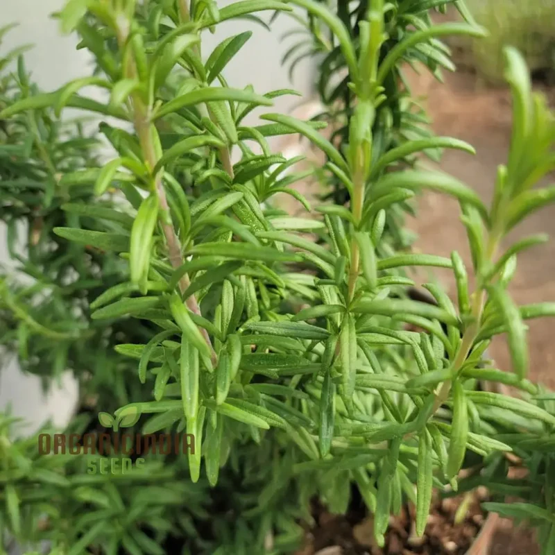 Organic Rosemary Seeds, Fragrant Culinary Herb for Garden, Aromatic, Easy-to-Growing plant