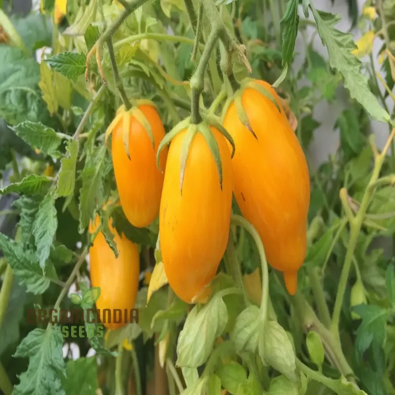 Banana Legs Juicy Yellow Tomatoes, Vegetable Seeds For Planting Enhance your Gardening