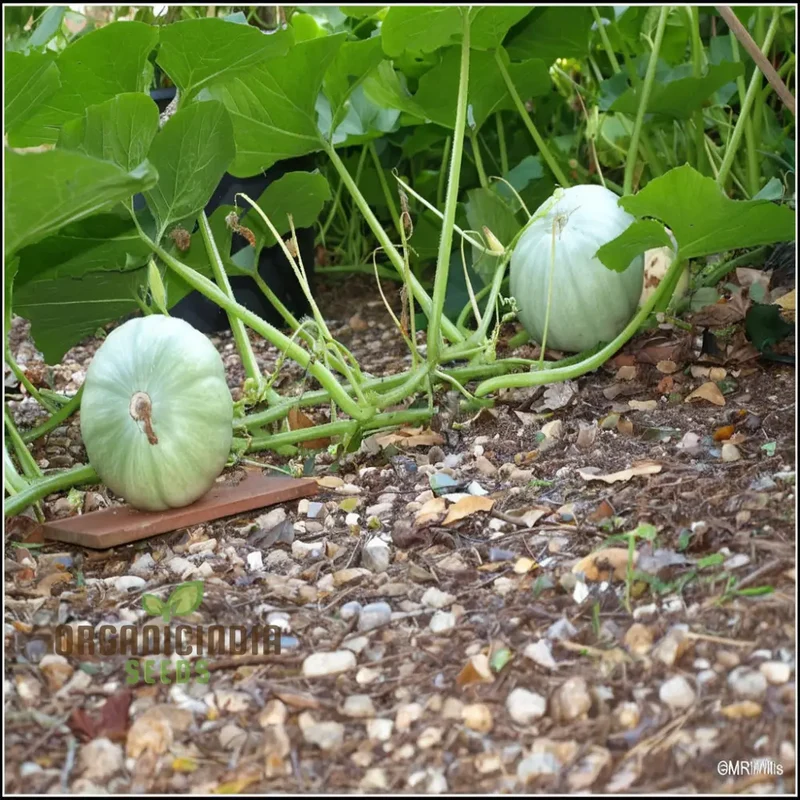Crown Prince Squash Seeds - Royal Flavor and Texture for Your Culinary Creations