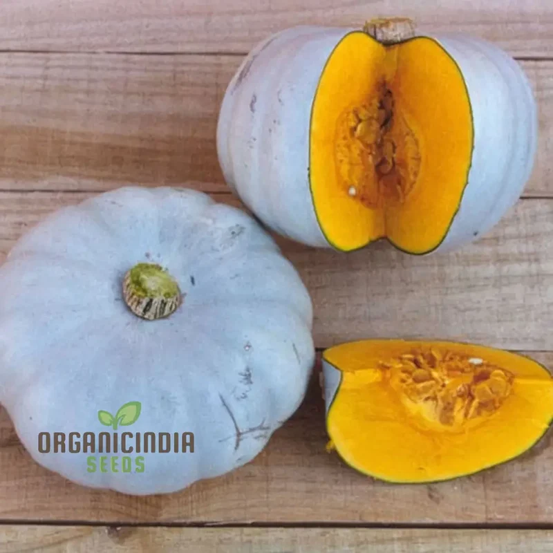 Crown Prince Squash Seeds - Royal Flavor and Texture for Your Culinary Creations