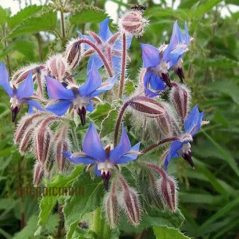 Borage Herb Seeds – Premium Quality Seeds for a Vibrant Herbal Garden