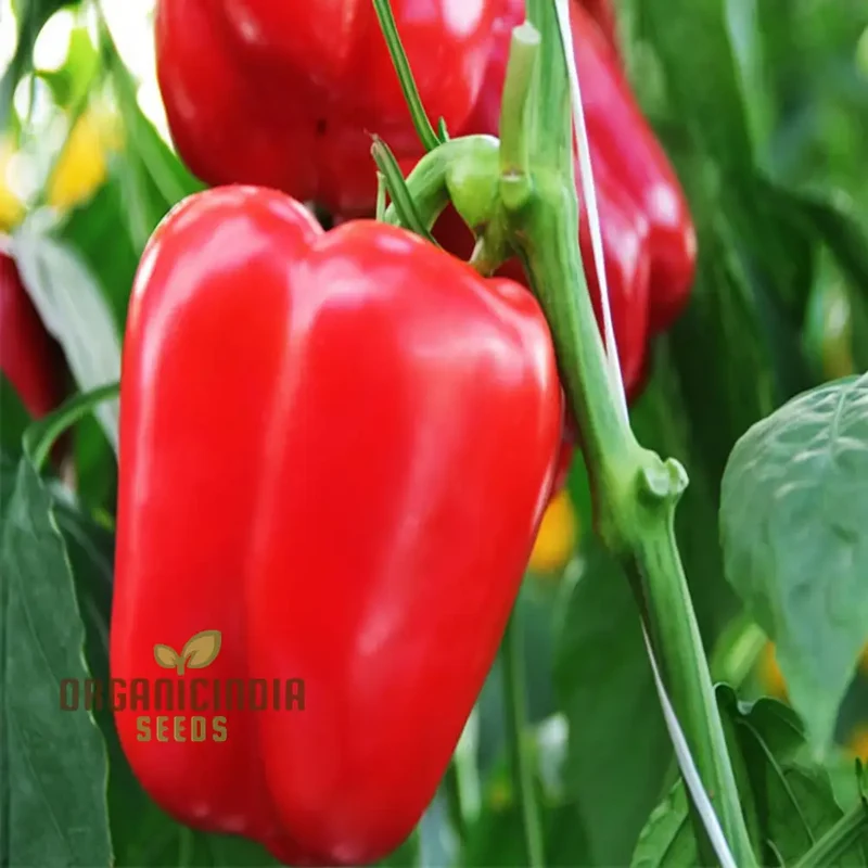 Pepper Sweet Tamina Seeds, Spice Up Your Culinary Creations with Home-Grown Flavor, Perfect for Planting and Gardening Enthusiasts