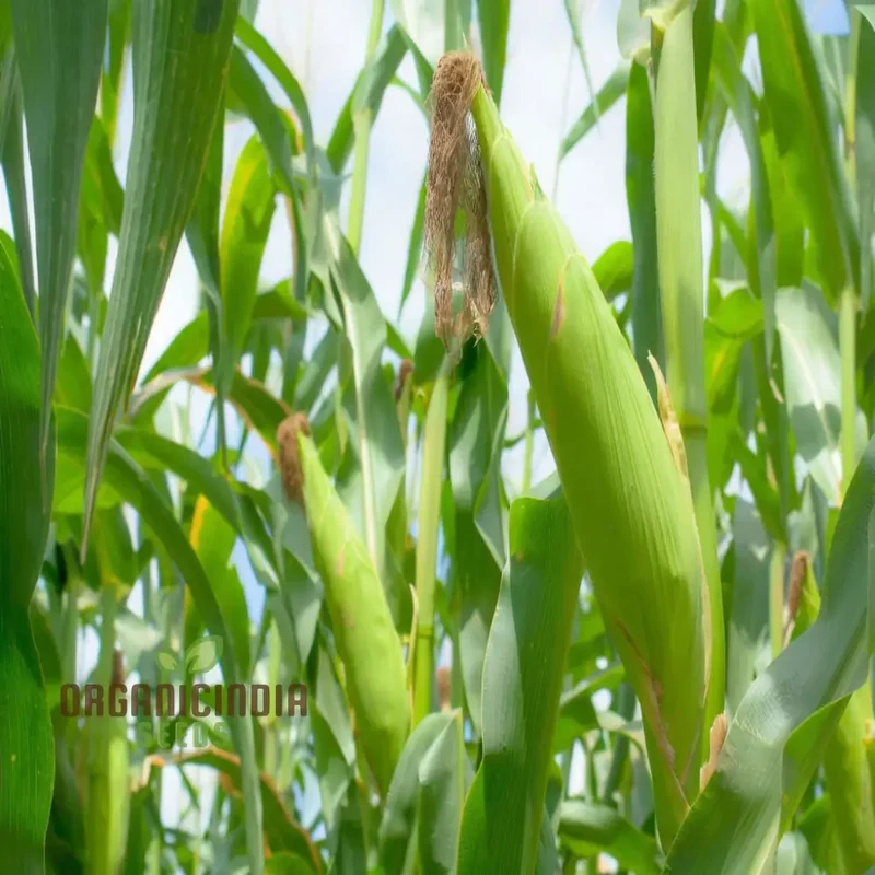 Sweetcorn Minipop Vegetable Seeds, Miniature Variety High Yield Perfect for Small Gardens and Containers
