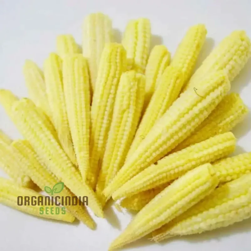 Sweetcorn Minipop Vegetable Seeds, Miniature Variety High Yield Perfect for Small Gardens and Containers