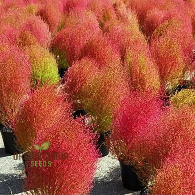 Kochia Burning Bush Seeds – Red Foliage Variety for Dramatic Garden Accents