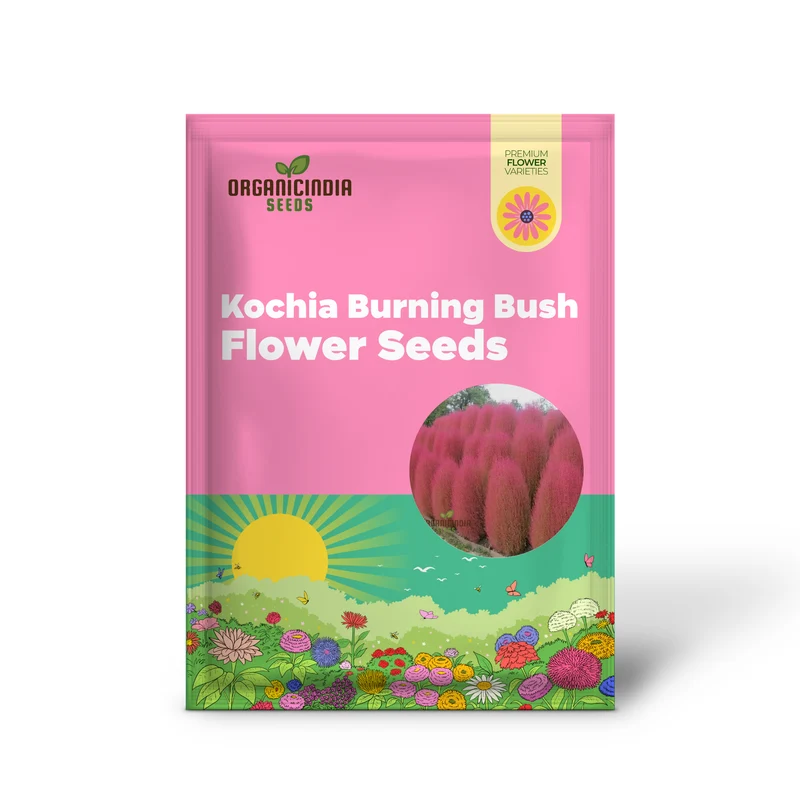 Kochia Burning Bush Seeds – Red Foliage Variety for Dramatic Garden Accents