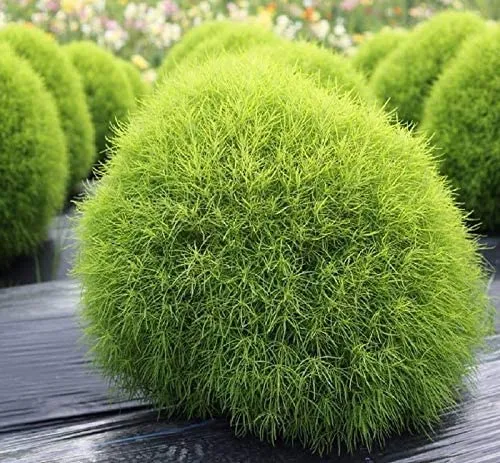 Kochia Burning Bush Seeds – Red Foliage Variety for Dramatic Garden Accents