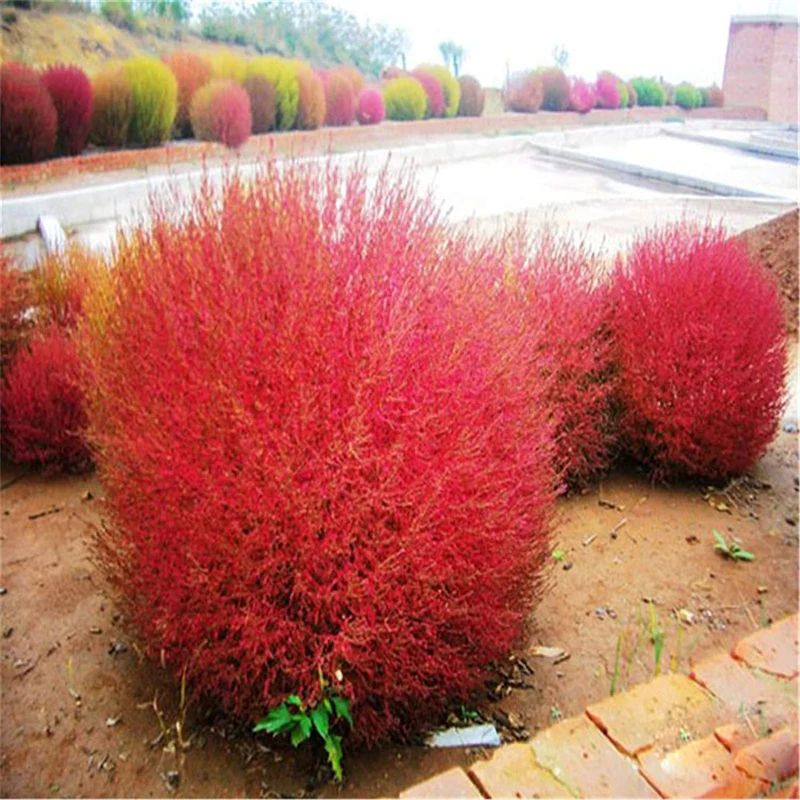 Kochia Burning Bush Seeds – Red Foliage Variety for Dramatic Garden Accents