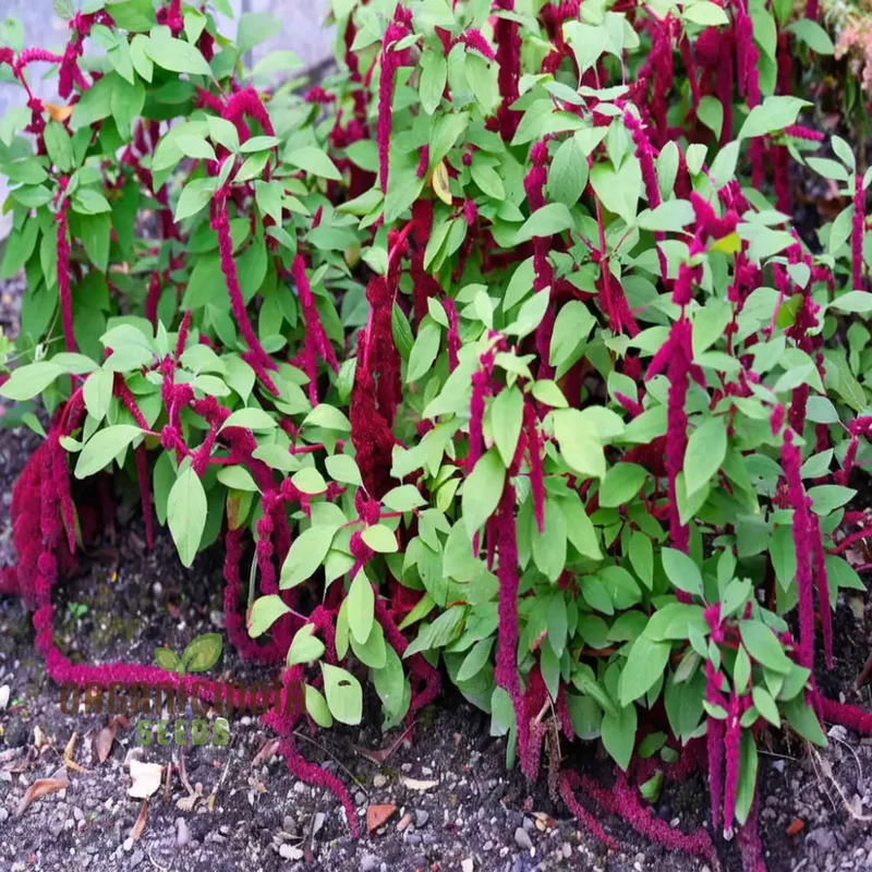 Amaranthus Seeds (Amaranthus Caudatus Red Seeds) - Premium Seeds for Stunning Blooms