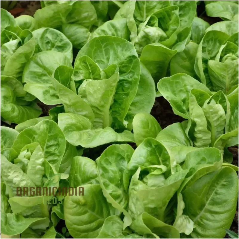 All Year Round Lettuce Vegetable Seeds for Planting | Grow Fresh Lettuce Year-Round | High-Yield, Non-GMO Heirloom SeedsVegetable
