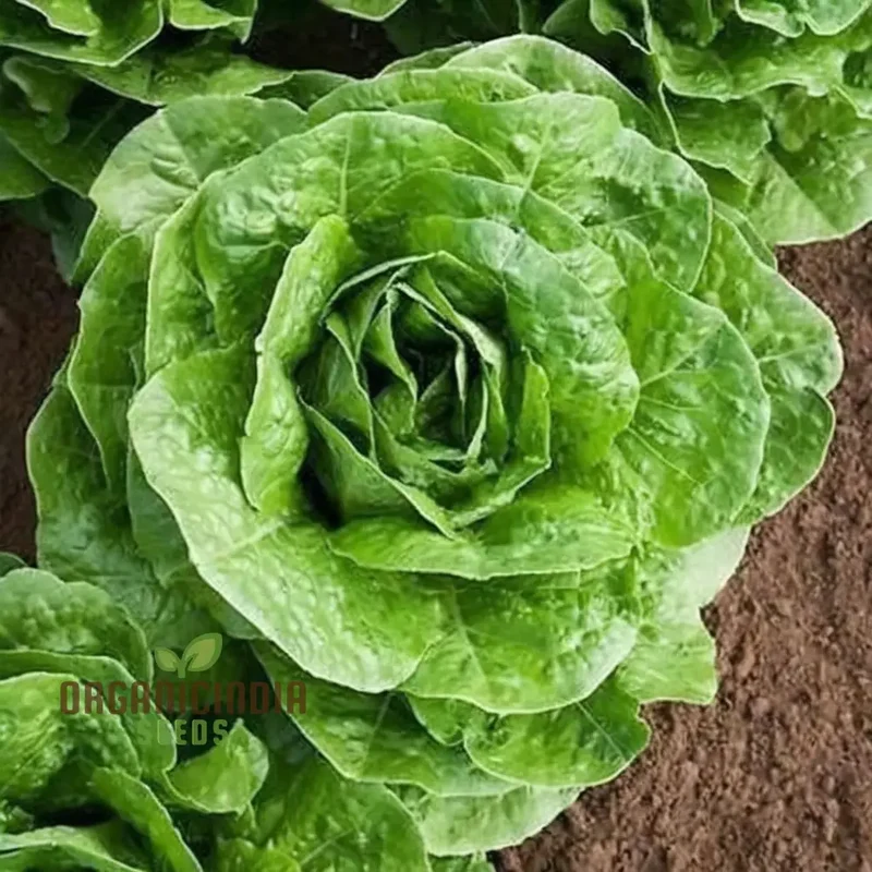 All Year Round Lettuce Vegetable Seeds for Planting | Grow Fresh Lettuce Year-Round | High-Yield, Non-GMO Heirloom SeedsVegetable