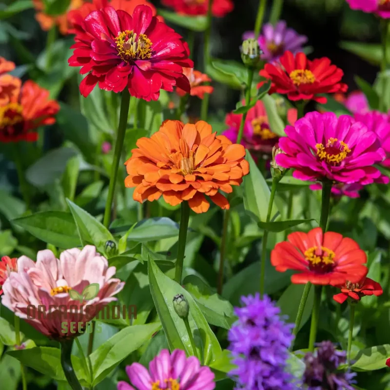 Zinnia Double Mixed Flower Seeds for Vibrant Blooms, Premium Flower Seeds for Planting & Gardening