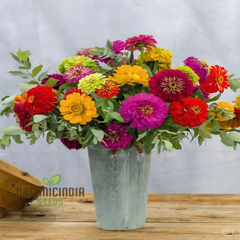 Zinnia Double Mixed Flower Seeds for Vibrant Blooms, Premium Flower Seeds for Planting & Gardening