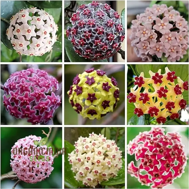 Orchid Seeds (Perennial Ball Orchid Seeds) - Star-Shaped Blooms for Gardens