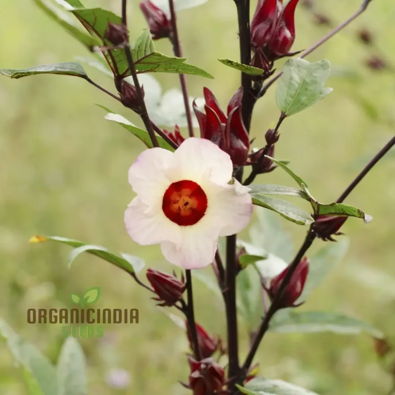 Roselle Seeds (Red Roselle Flowering Seeds) - Vibrant Blooms for Planting and Gardening