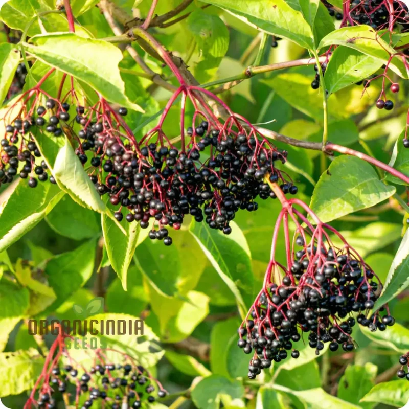 Premium Black Elderberry Fruit Seeds, Organic, Medicinal, Boost Immunity, Ideal for Home Gardens