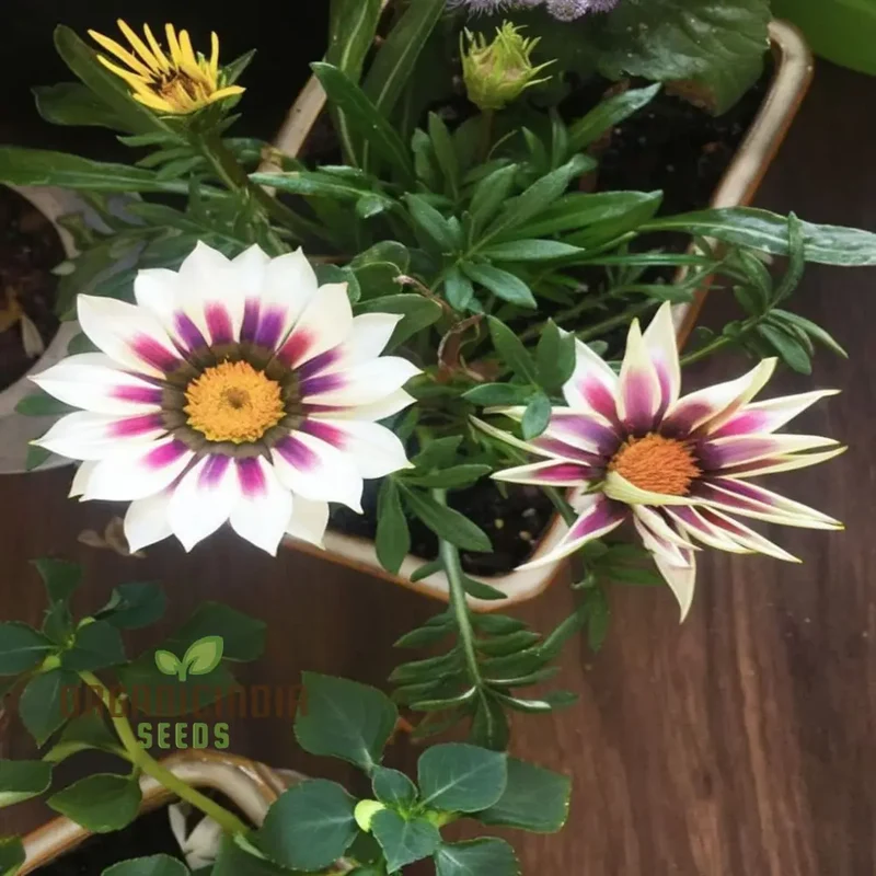 Multicolor Dwarf Variegated Sunflower Seeds - Brighten Your Garden with Vibrant Blooms