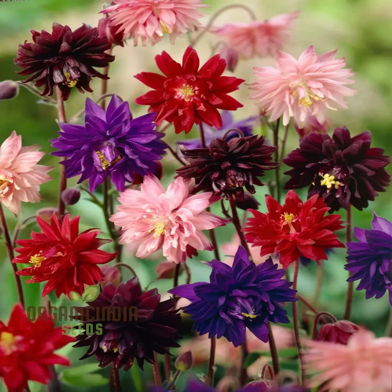 Aquilegia Barlow Mixed Seeds , Elevate Your Gardening Experience with Diverse, Stunning Blooms!