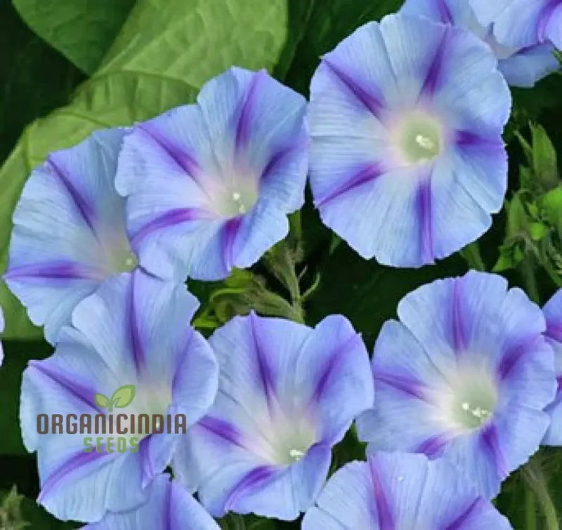 Ipomoea purpurea Dacapo Light Blue Flower Seeds, An Extensive Guide to Flower Selection, Seed Planting, and Expert Gardening Practices
