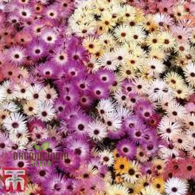 Mesembryanthemum Magic Carpet Seeds for Vibrant Gardening: Perfect for Creating Stunning, Colorful Landscapes
