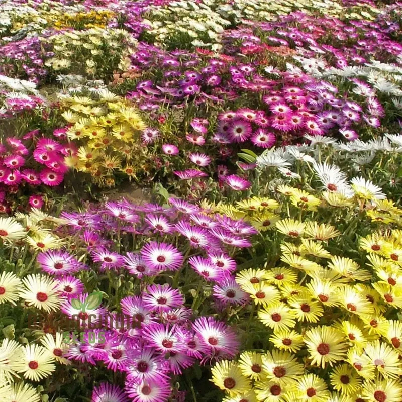 Mesembryanthemum Magic Carpet Seeds for Vibrant Gardening: Perfect for Creating Stunning, Colorful Landscapes