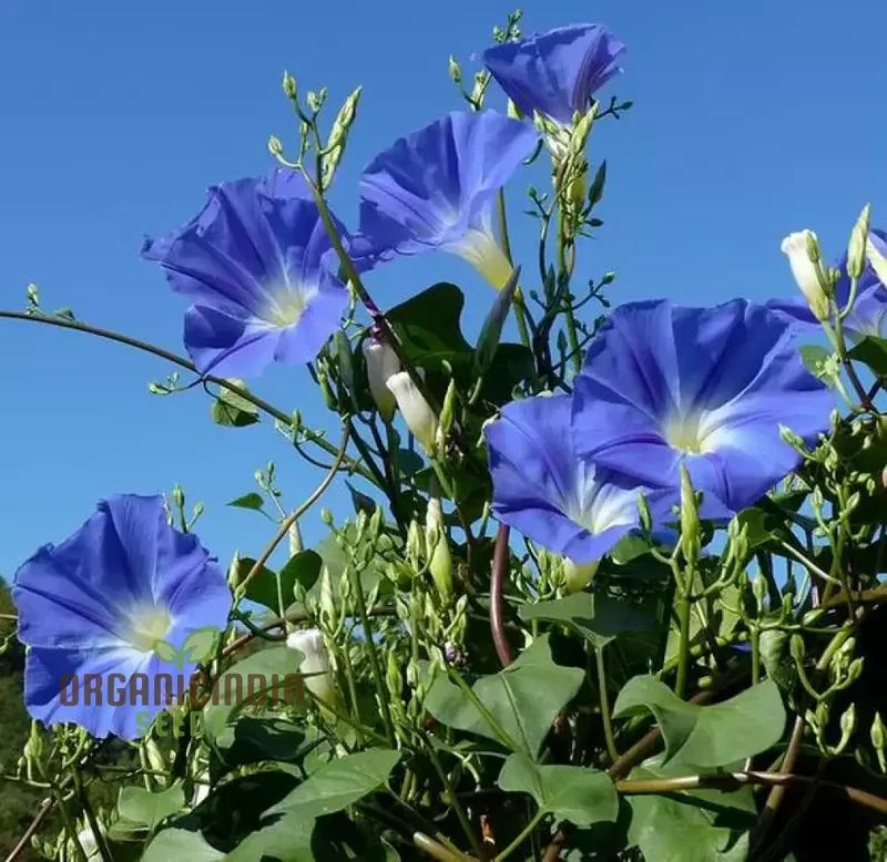 Ipomoea Heavenly Blue Flower Seeds, A Complete Guide to Flower Selection, Seed Planting, and Expert Gardening Techniques