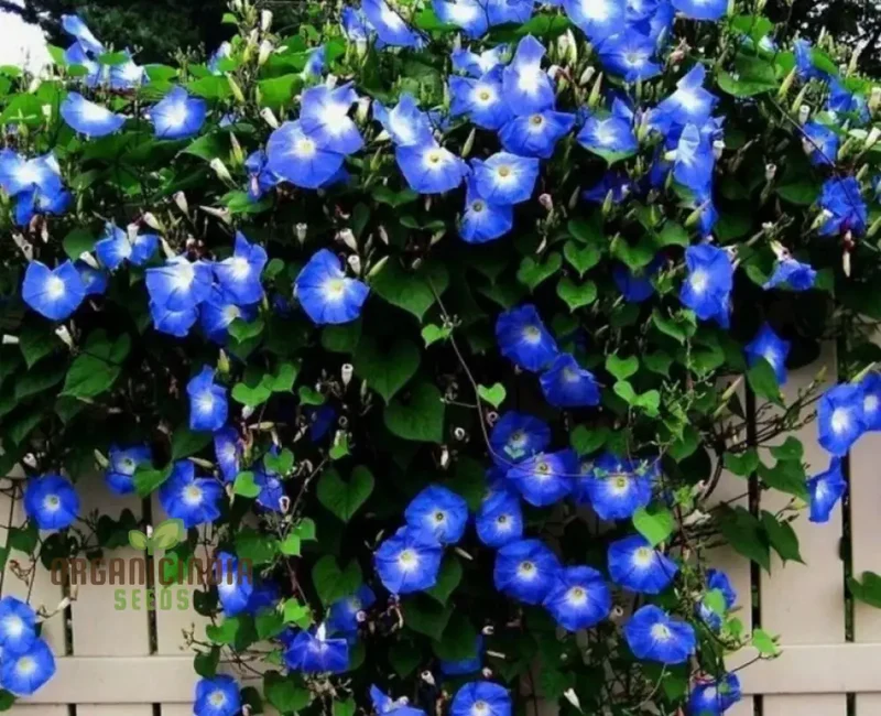 Ipomoea Heavenly Blue Flower Seeds, A Complete Guide to Flower Selection, Seed Planting, and Expert Gardening Techniques