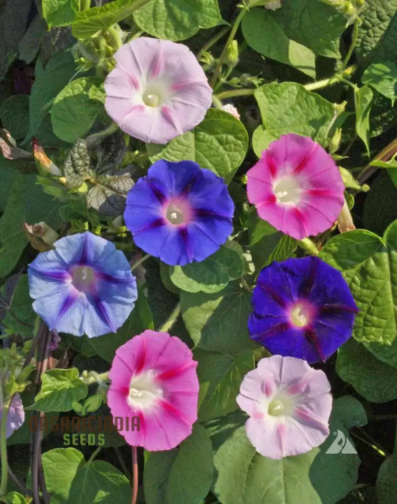 Purpurea Lazy Luxe Mixed Flower Seeds For Planting: A Gardeners' Dream Collection
